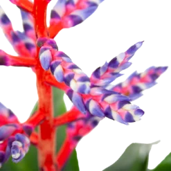 Aechmea Blue Rain - Kokerbromelia - P12 H55 - Roze-Paars - Kamerplant -Bloeiplek Verkoopwinkel aechmea blue rain kokerbromelia p12 h55 roze paars 6