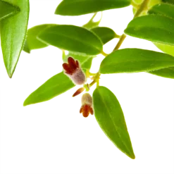 Aeschynanthus Caroline - Lipstickplant - In Hangpot - P15 H25 - Kamerplant 6 Aeschynanthus Caroline - Lipstickplant - In Hangpot - P15 H25 - Kamerplant -Bloeiplek Verkoopwinkel aeschynanthus caroline lipstickplant in hangpot p15 h25 6