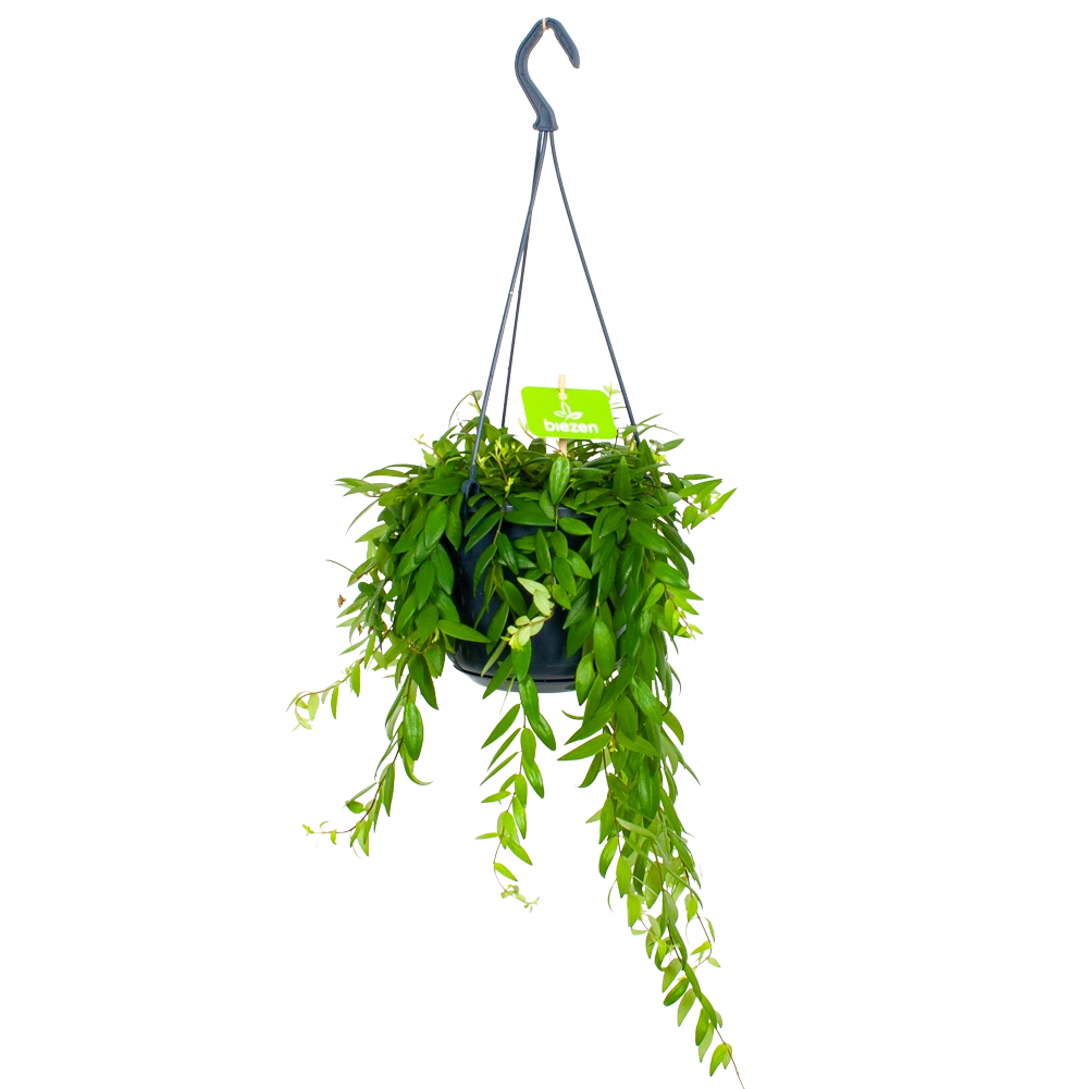 Aeschynanthus Japhrolepis - Lipstickplant - In Hangpot - P15 H20 - Kamerplant 1 Aeschynanthus Japhrolepis - Lipstickplant - In Hangpot - P15 H20 - Kamerplant