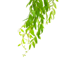 Aeschynanthus Japhrolepis - Lipstickplant - In Hangpot - P15 H20 - Kamerplant 6 Aeschynanthus Japhrolepis - Lipstickplant - In Hangpot - P15 H20 - Kamerplant -Bloeiplek Verkoopwinkel aeschynanthus japhrolepis lipstickplant in hangpot p15 6