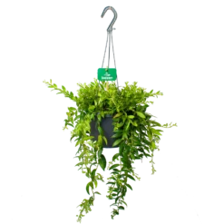 Aeschynanthus Japhrolepis - Lipstickplant - In Hangpot - P17 H50 - Kamerplant