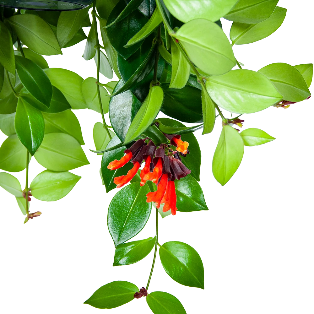 Aeschynanthus Monalisa - Lipstickplant - In Hangpot - P15 H20 - Kamerplant 3 Aeschynanthus Monalisa - Lipstickplant - In Hangpot - P15 H20 - Kamerplant - Afbeelding 3