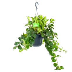 Aeschynanthus Monalisa - Lipstickplant - In Hangpot - P15 H20 - Kamerplant