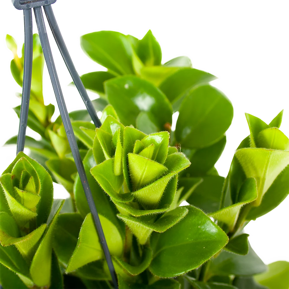 Aeschynanthus Monalisa - Lipstickplant - In Hangpot - P15 H20 - Kamerplant 2 Aeschynanthus Monalisa - Lipstickplant - In Hangpot - P15 H20 - Kamerplant - Afbeelding 2