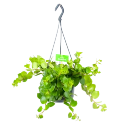 Aeschynanthus Pink Polka - Lipstickplant - In Hangpot - P15 H20 - Kamerplant