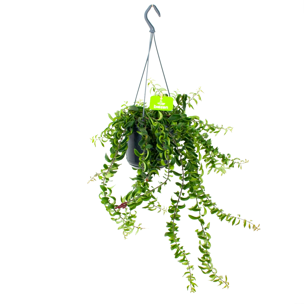 Aeschynanthus Twister - Lipstickplant - In Hangpot - P15 H20 - Kamerplant 1 Aeschynanthus Twister - Lipstickplant - In Hangpot - P15 H20 - Kamerplant