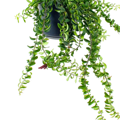 Aeschynanthus Twister - Lipstickplant - In Hangpot - P15 H20 - Kamerplant 2 Aeschynanthus Twister - Lipstickplant - In Hangpot - P15 H20 - Kamerplant - Afbeelding 2