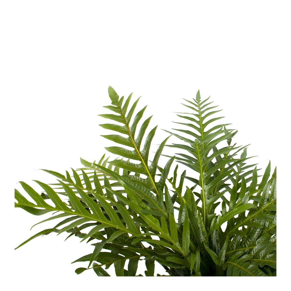 Aglaomorpha Jim - P19 H65 - Kamerplant 2 Aglaomorpha Jim - P19 H65 - Kamerplant - Afbeelding 2