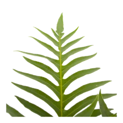 Aglaomorpha Jim - P19 H65 - Kamerplant 6 Aglaomorpha Jim - P19 H65 - Kamerplant -Bloeiplek Verkoopwinkel aglaomorpha jim p19 h65 3