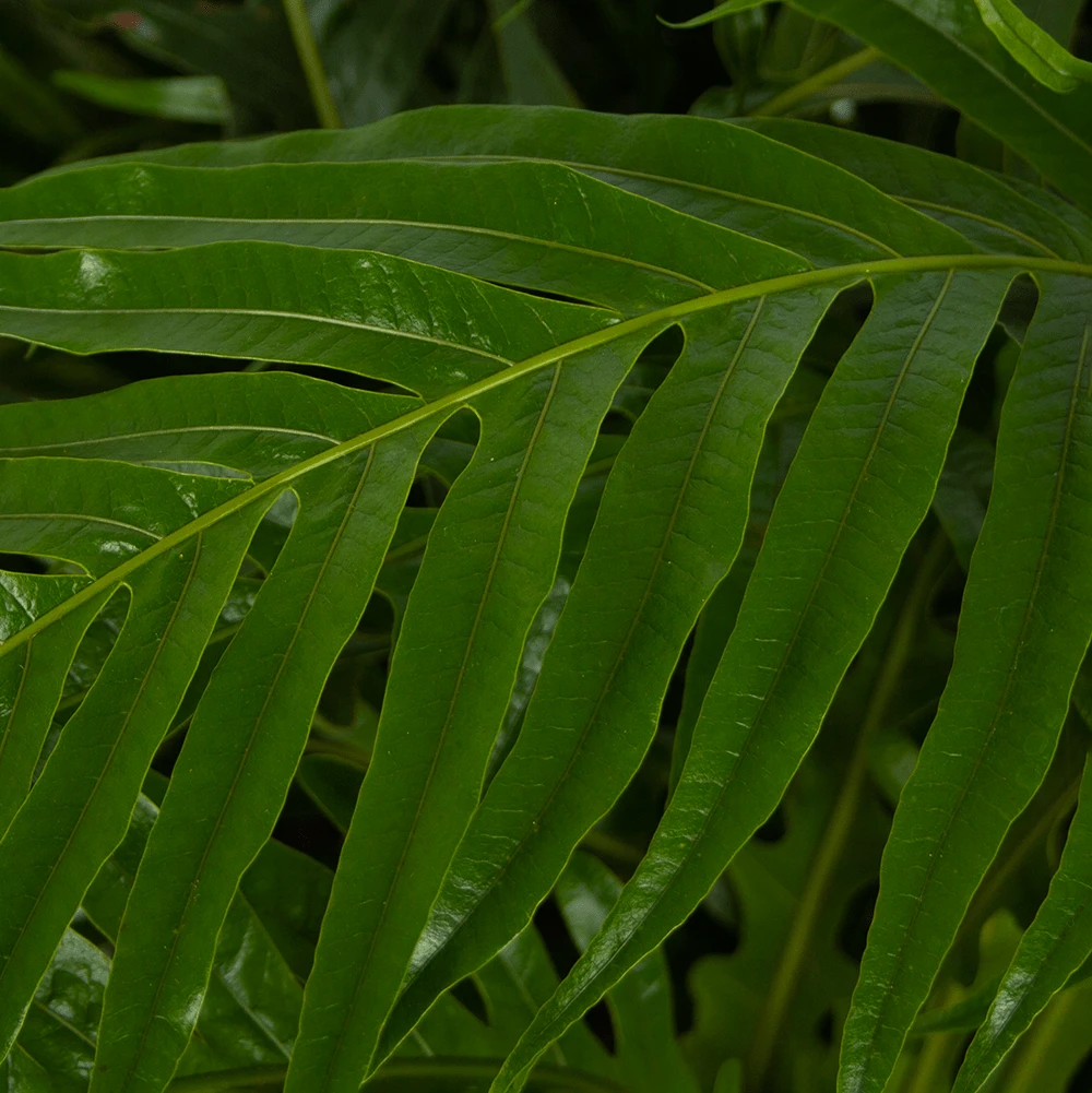 Aglaomorpha Jim - P37 H75 - Kamerplant 2 Aglaomorpha Jim - P37 H75 - Kamerplant - Afbeelding 2