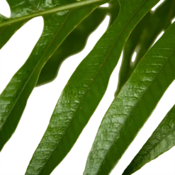 Aglaomorpha Jim - P37 H75 - Kamerplant 6 Aglaomorpha Jim - P37 H75 - Kamerplant -Bloeiplek Verkoopwinkel aglaomorpha jim p37 h75 kamerplant 4