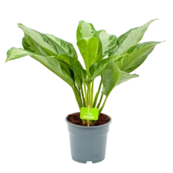 Aglaonema Freedman - P17 H60 - Kamerplant