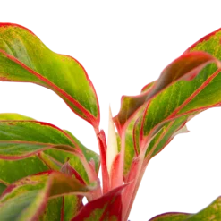 Aglaonema Light Star - P19 H35 - Kamerplant -Bloeiplek Verkoopwinkel aglaonema light star p19 h35 4