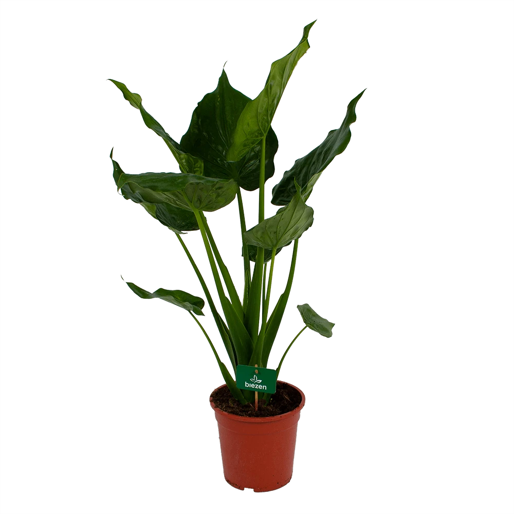 Alocasia Cucullata - Olifantsoor - P21 H90 - Kamerplant 1 Alocasia Cucullata - Olifantsoor - P21 H90 - Kamerplant