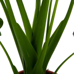 Alocasia Cucullata - Olifantsoor - P21 H90 - Kamerplant 6 Alocasia Cucullata - Olifantsoor - P21 H90 - Kamerplant -Bloeiplek Verkoopwinkel alocasia cucullata olifantsoor p21 h90 4