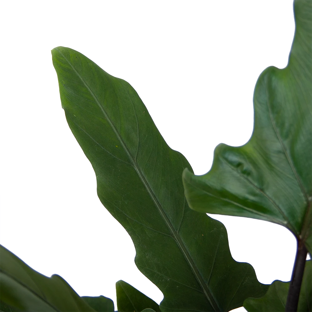 Alocasia Lauterbachiana - Olifantsoor - P19 H70 - Kamerplant 2 Alocasia Lauterbachiana - Olifantsoor - P19 H70 - Kamerplant - Afbeelding 2