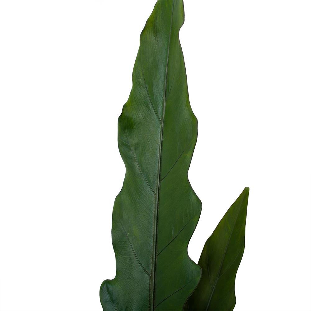 Alocasia Lauterbachiana - Olifantsoor - P19 H70 - Kamerplant 4 Alocasia Lauterbachiana - Olifantsoor - P19 H70 - Kamerplant - Afbeelding 4