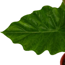 Alocasia Portodora - Olifantsoor - P21 H90 - Kamerplant -Bloeiplek Verkoopwinkel alocasia portodora olifantsoor p21 h90 4