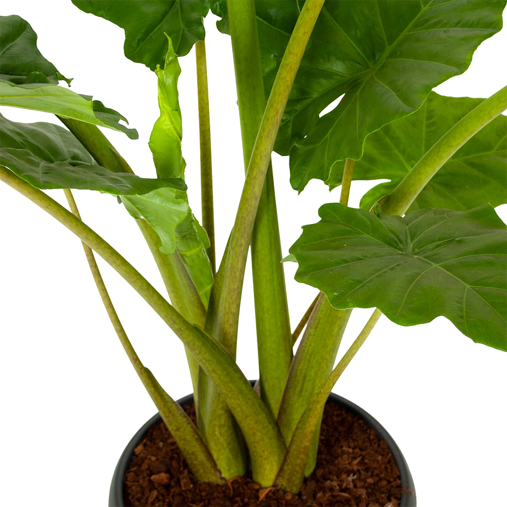 Alocasia Portodora - Olifantsoor - P35 H135 - Kamerplant 2 Alocasia Portodora - Olifantsoor - P35 H135 - Kamerplant - Afbeelding 2