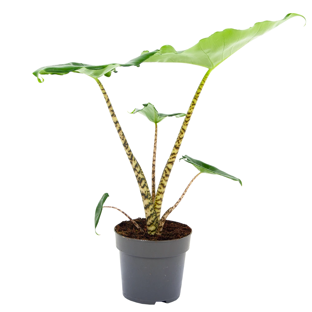 Alocasia Zebrina - Olifantsoor - P14 H40 - Kamerplant 1 Alocasia Zebrina - Olifantsoor - P14 H40 - Kamerplant