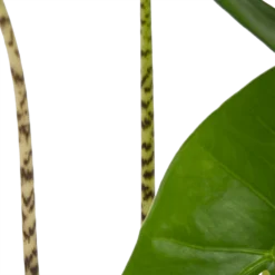 Alocasia Zebrina - Olifantsoor - P17 H60 - Kamerplant -Bloeiplek Verkoopwinkel alocasia zebrina olifantsoor p17 h60 4