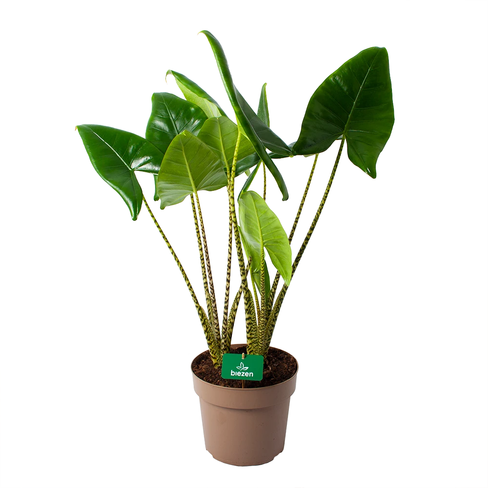 Alocasia Zebrina - Olifantsoor - P24 H90 - Kamerplant 1 Alocasia Zebrina - Olifantsoor - P24 H90 - Kamerplant