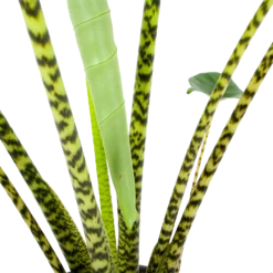 Alocasia Zebrina - Olifantsoor - P32 H120 - Kamerplant -Bloeiplek Verkoopwinkel alocasia zebrina olifantsoor p32 h120 6