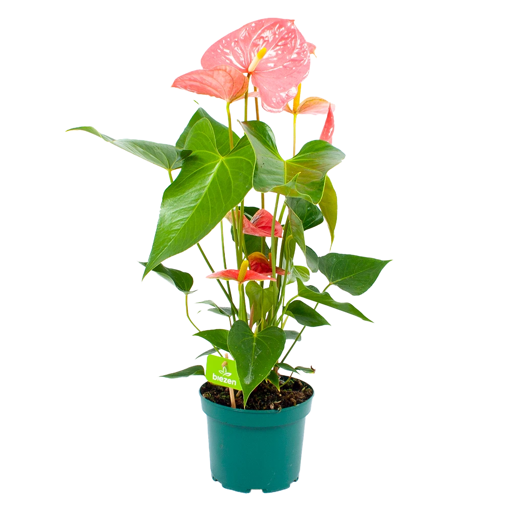 Anthurium Andreanum - Flamingoplant - P17 H70 Roze - Kamerplant 1 Anthurium Andreanum - Flamingoplant - P17 H70 Roze - Kamerplant