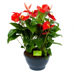 Anthurium Andreanum - Flamingoplant - P30 H80 Rood - Kamerplant