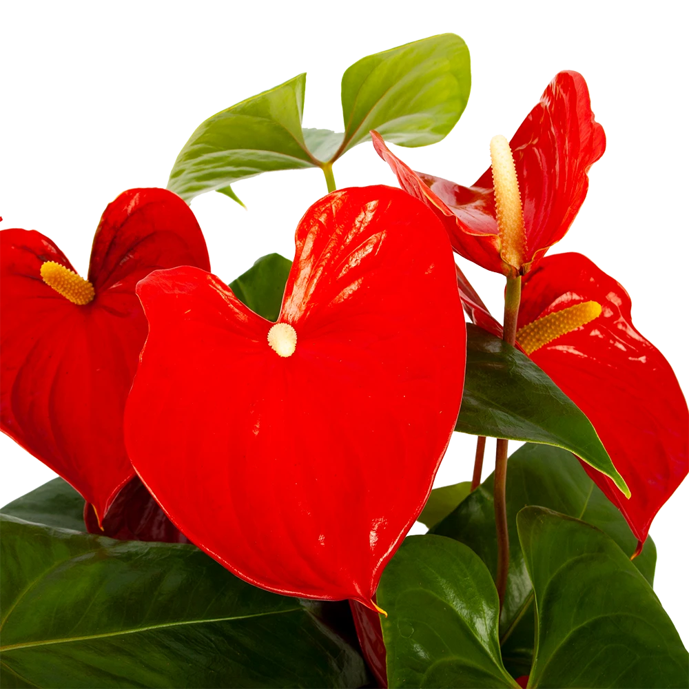 Anthurium Andreanum - Flamingoplant - P30 H80 Rood - Kamerplant 2 Anthurium Andreanum - Flamingoplant - P30 H80 Rood - Kamerplant - Afbeelding 2