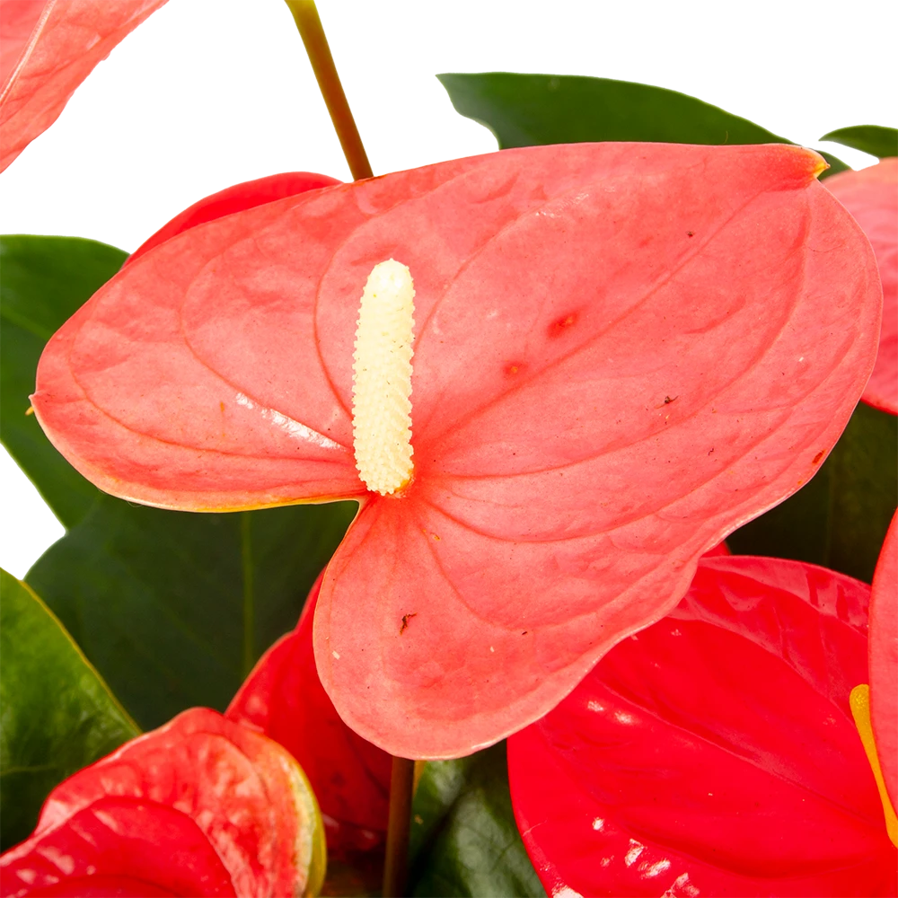 Anthurium Andreanum - Flamingoplant - P30 H80 Roze - Kamerplant 2 Anthurium Andreanum - Flamingoplant - P30 H80 Roze - Kamerplant - Afbeelding 2
