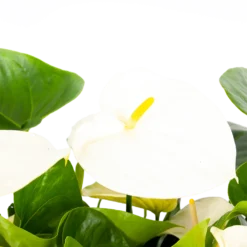Bloeiplek Verkoopwinkel -Bloeiplek Verkoopwinkel anthurium andreanum flamingoplant p30 h80 wit 5 1