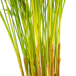 Areca - Goudpalm - P17 H90 - Kamerplant 6 Areca - Goudpalm - P17 H90 - Kamerplant -Bloeiplek Verkoopwinkel areca goudpalm p17 h90 6 2