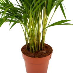 Areca - Goudpalm - P21 H100 - Kamerplant -Bloeiplek Verkoopwinkel areca goudpalm p21 h100 6 1