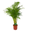 Areca - Goudpalm - P24 H140 - Kamerplant