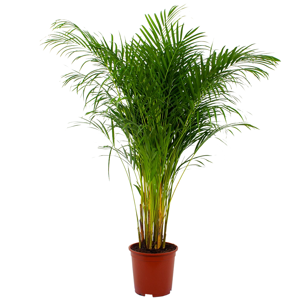 Areca - Goudpalm - P27 H180 - Kamerplant 1 Areca - Goudpalm - P27 H180 - Kamerplant
