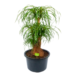 Beaucarnea Recurvata - Vertakt - Olifantenpoot - P38 H110 - Kamerplant