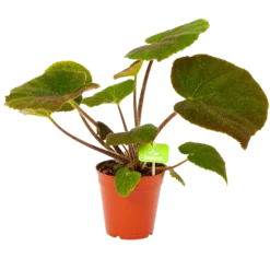 Begonia Masoniana Jungle - P15 H40 - Kamerplant