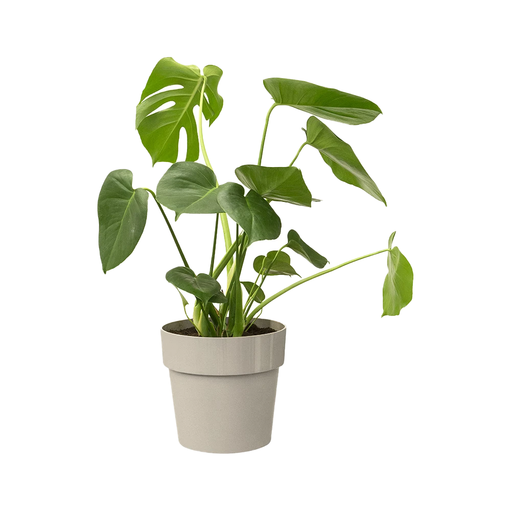 Bloempot Elho B.for Original Rond 30cm - Warm Grijs - Afbeelding 2