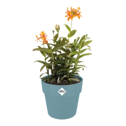 Bloempot Elho B.for Original Rond 30cm -Duifblauw 6 Bloempot Elho B.for Original Rond 30cm -Duifblauw -Bloeiplek Verkoopwinkel bfor original rond bloempot duifblauw 3 1