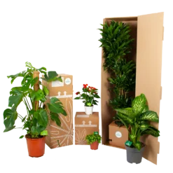 Kentiapalm - Howea Forsteriana - P27 H170 - Kamerplant 9 Kentiapalm - Howea Forsteriana - P27 H170 - Kamerplant -Bloeiplek Verkoopwinkel biezen kamerplanten verpakking 25 2