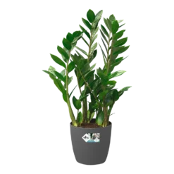 Bloempot Elho Brussels Rond 35cm - Met Wielen - Antraciet -Bloeiplek Verkoopwinkel bloempot elho brussels rond 35cm met wielen antraciet bloempot antraciet 5 1