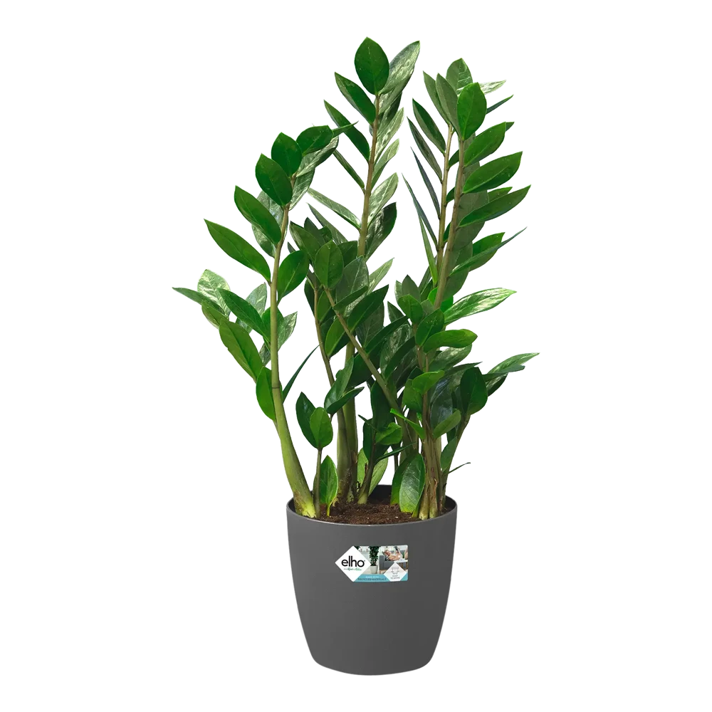 Bloempot Elho Brussels Rond 35cm - Met Wielen - Antraciet - Afbeelding 5