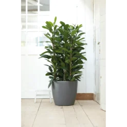 Bloempot Elho Brussels Rond 40cm - Met Wielen - Antraciet 11 Bloempot Elho Brussels Rond 40cm - Met Wielen - Antraciet -Bloeiplek Verkoopwinkel bloempot elho brussels rond 40cm met wielen antraciet bloempot antraciet 6 1