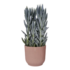 Bloempot Elho Vibes Fold Rond Wielen - D35 X H32cm - Delicaat Roze 5 Bloempot Elho Vibes Fold Rond Wielen - D35 X H32cm - Delicaat Roze -Bloeiplek Verkoopwinkel bloempot elho vibes fold rond wielen d35 x h32cm delicaat roze bloempot 3 3