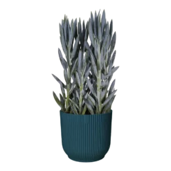 Bloempot Elho Vibes Fold Rond Wielen - D35 X H32cm - Diepblauw 5 Bloempot Elho Vibes Fold Rond Wielen - D35 X H32cm - Diepblauw -Bloeiplek Verkoopwinkel bloempot elho vibes fold rond wielen d35 x h32cm diepblauw bloempot 3 3