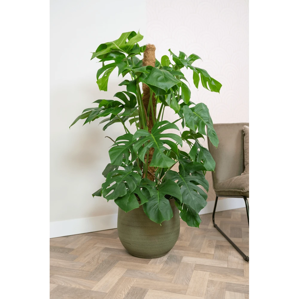 Bloempot Lydia - D31 X H28cm - Shiny Green 2 Bloempot Lydia - D31 X H28cm - Shiny Green - Afbeelding 2