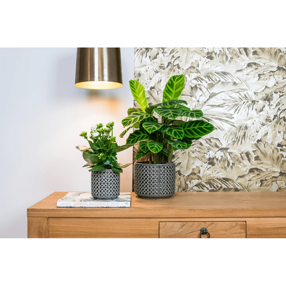 Bloempot Thies - D19 X H17cm - Antraciet 2 Bloempot Thies - D19 X H17cm - Antraciet - Afbeelding 2