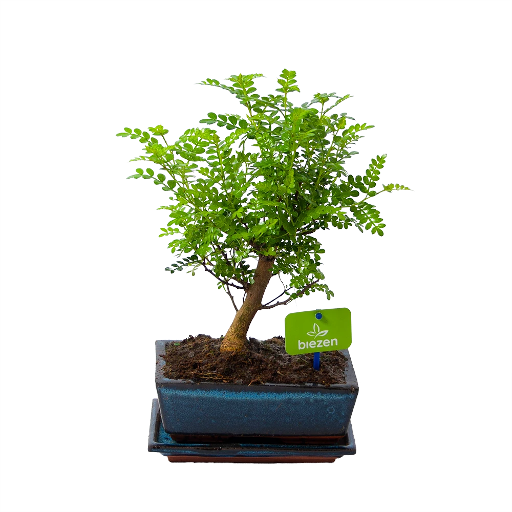 Bonsai Zanthoxylum Piperitum - Peperboom - P20 H30 - Kamerplant 1 Bonsai Zanthoxylum Piperitum - Peperboom - P20 H30 - Kamerplant
