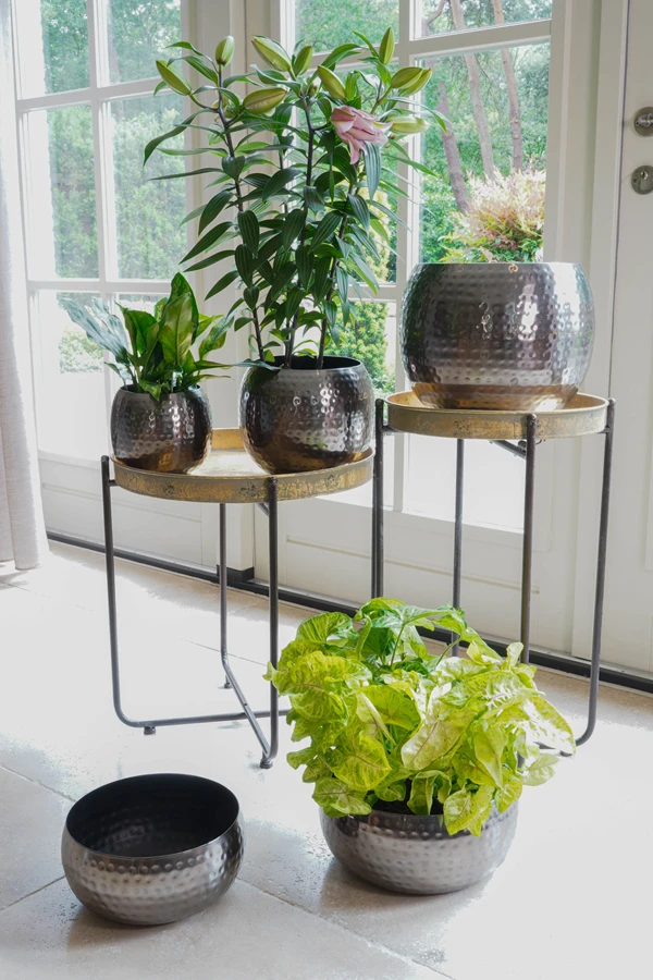 Plantenschaal Kody - D28 X H13cm - Lood 2 Plantenschaal Kody - D28 X H13cm - Lood - Afbeelding 2